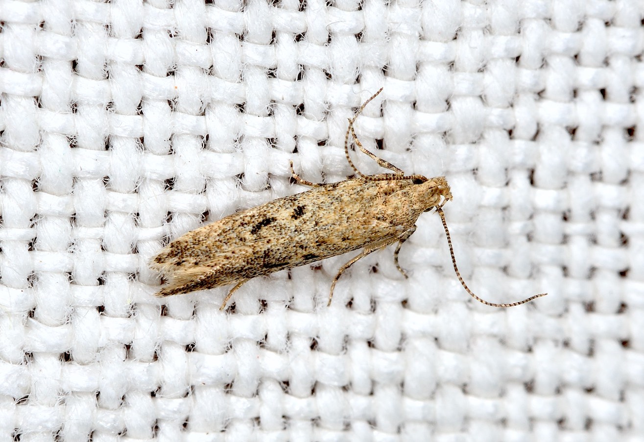 Gelechiidae: Scrobipalpa cf obsoletella ?